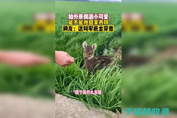 地倒设施与宠物康复中心：恢复健康的医院 (倒置地形)