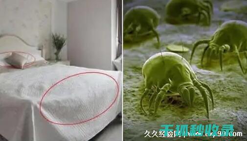 地毯除螨方法大比拼：高效除螨技巧分享 (地毯除螨方法有哪些)