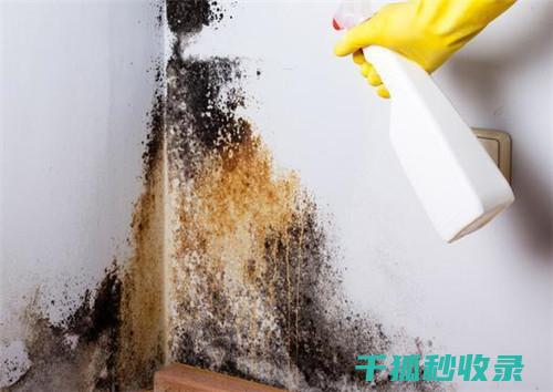 墙面污渍处理：使用白萝卜汁清洁墙面的神奇效果 (墙面污渍处理小妙招)