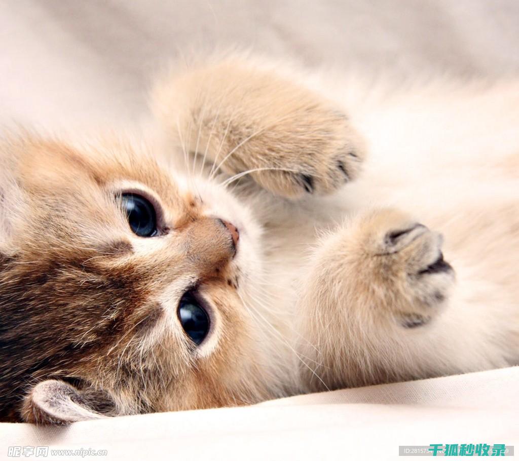 猫咪应激反应的表现