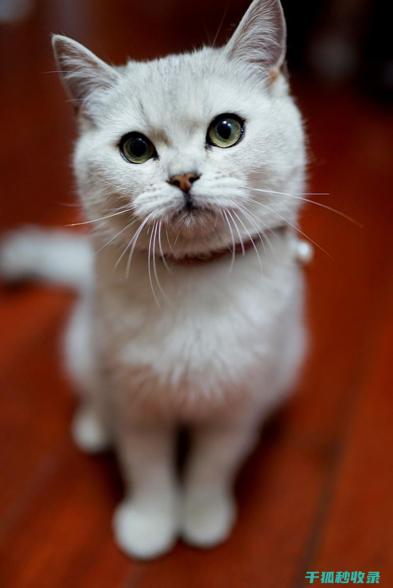 猫咪应激反应：如何通过香薰疗法改善心情 (猫咪应激反应怎么缓解)