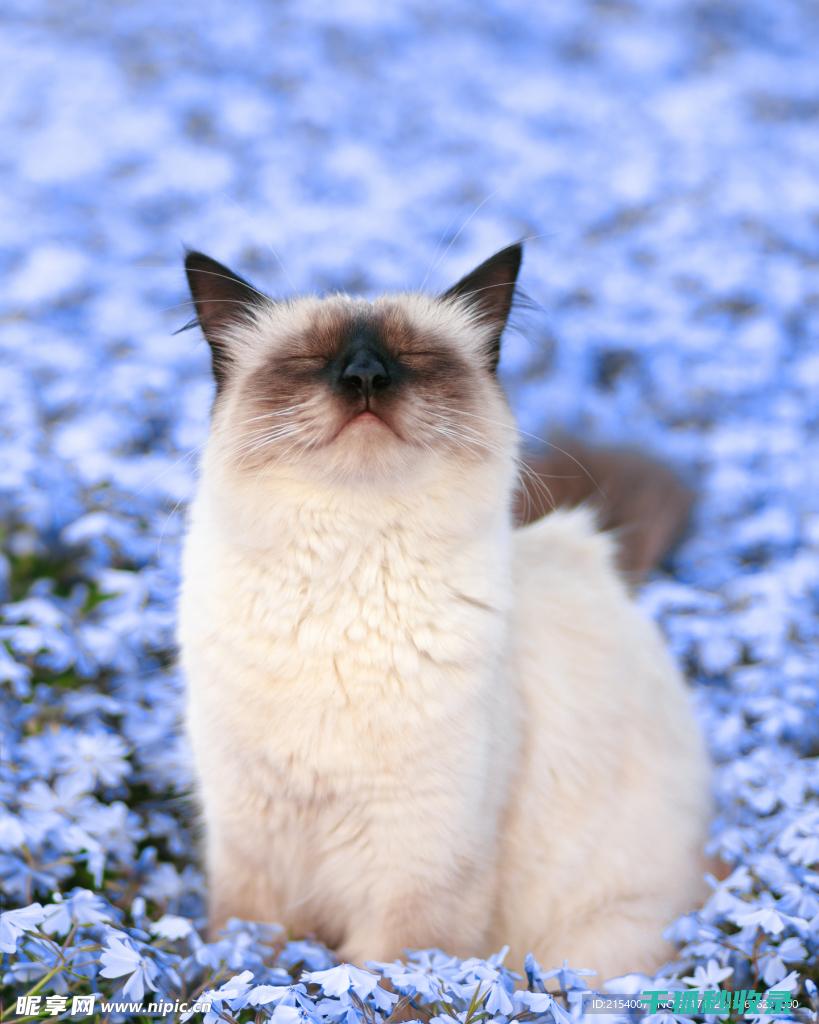 猫咪应激反应：如何通过更换猫窝位置减少压力 (猫咪应激反应的表现)