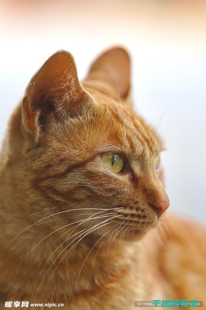 猫咪应激反应：如何通过增加玩具数量分散注意力 (猫咪应激反应的表现)