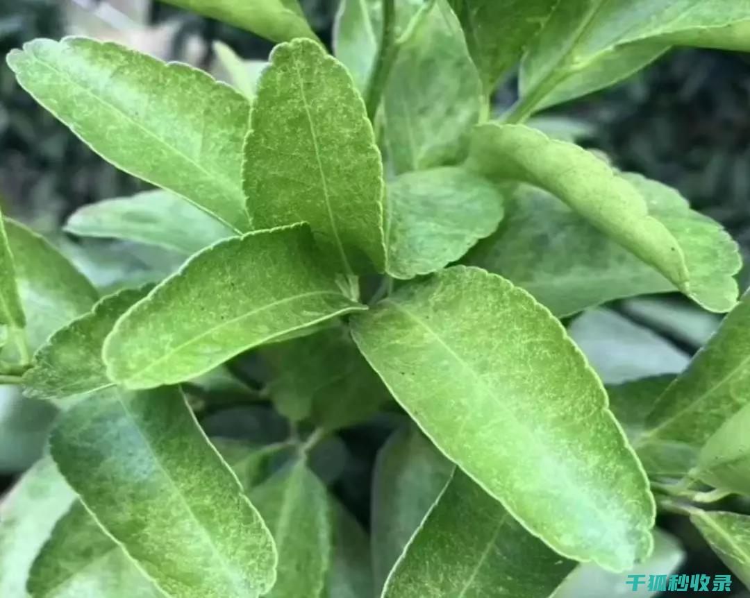 植物病虫害防治：如何通过轮作降低病虫害风险 (植物病虫害防治)