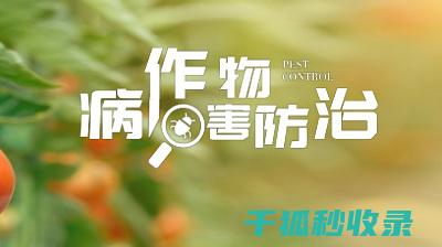植物病虫害防治：如何通过合理的生物防治系统降低病虫害风险 (植物病虫害防治考试题及答案)