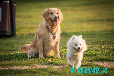宠物疫苗种类全汇总：确保您的爱宠健康无忧 (宠物疫苗种类有几种)