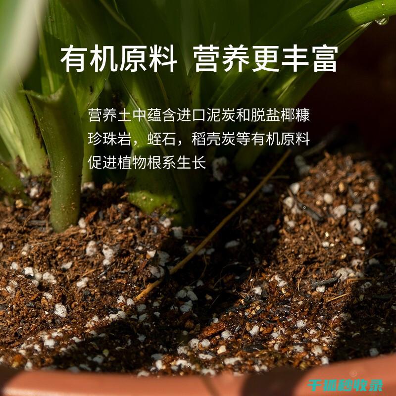 盆栽土壤配比：新手园艺爱好者必知的实用技巧 (盆栽土壤配比方法)