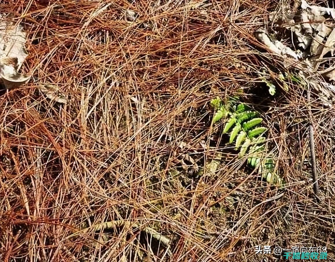 盆栽土壤配比：适合不同无机物需求植物的配方指南 (盆栽土壤配比方法)