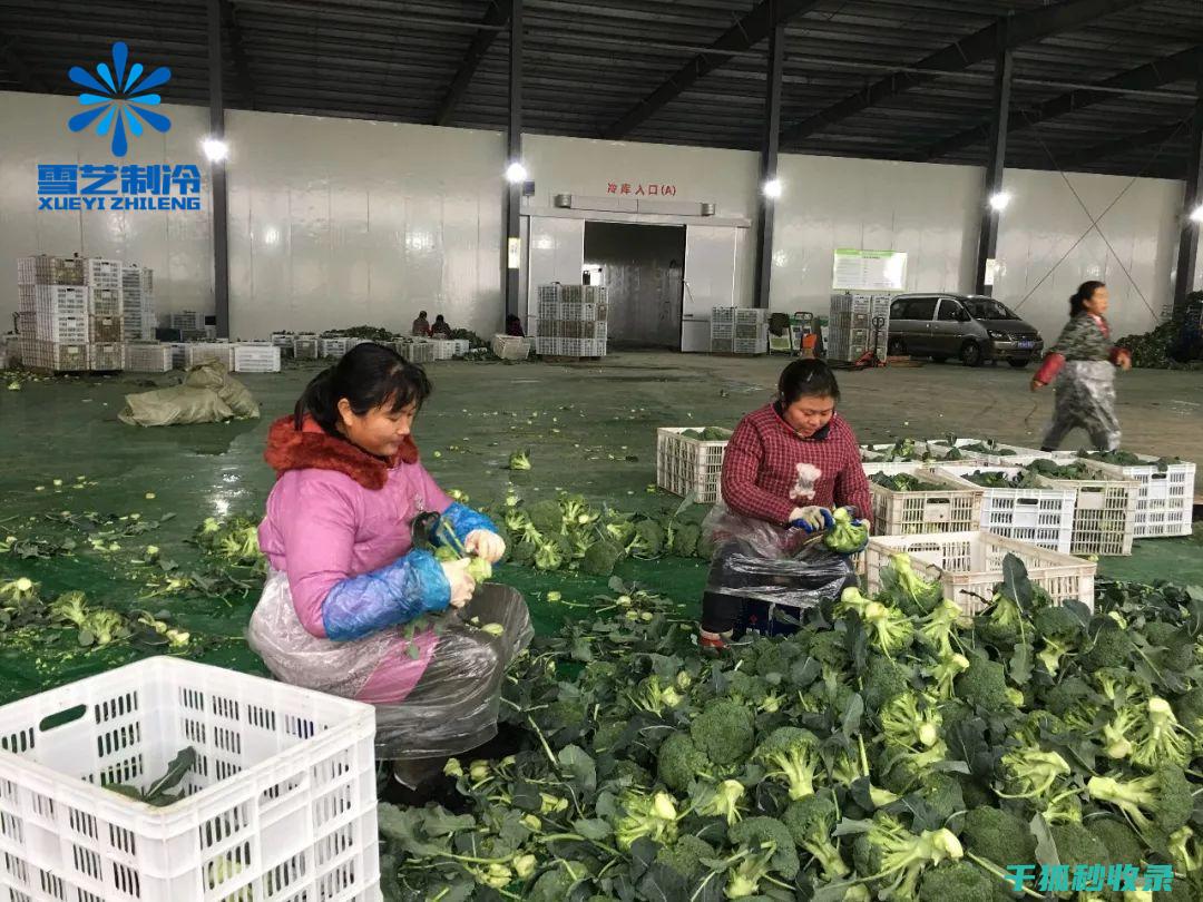 延长蔬菜保鲜期的90个实用招式 (延长蔬菜保鲜期的方法)