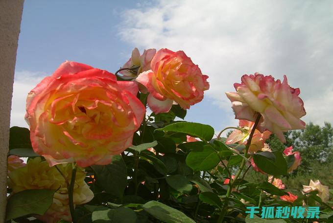 延长鲜花寿命的实用技巧：你必须知道 (延长鲜花寿命的7种方法)