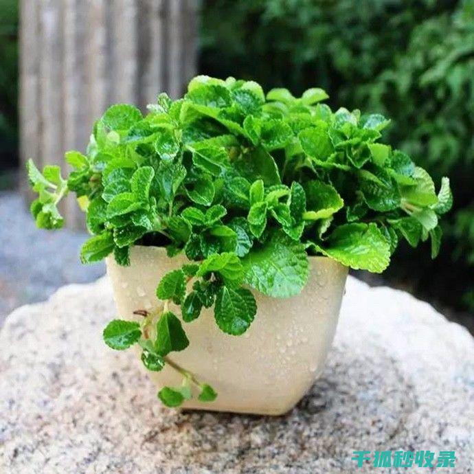 植物驱虫：大自然赐予我们的环保守护者 (植物驱虫大揭秘)