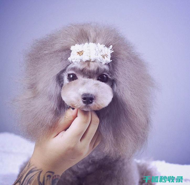 宠物美容院清洁：去除宠物毛发上的马克笔痕迹 (宠物美容店价目表)