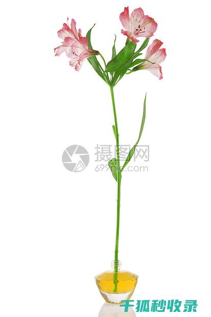花瓶清洁与心理健康的关联：清洁带来的好心情 (花瓶清洗)
