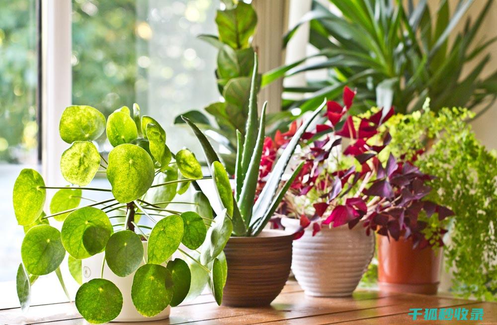 植物叶片光亮：植物与环境和谐共存的视觉象征 (植物叶片光亮剂)