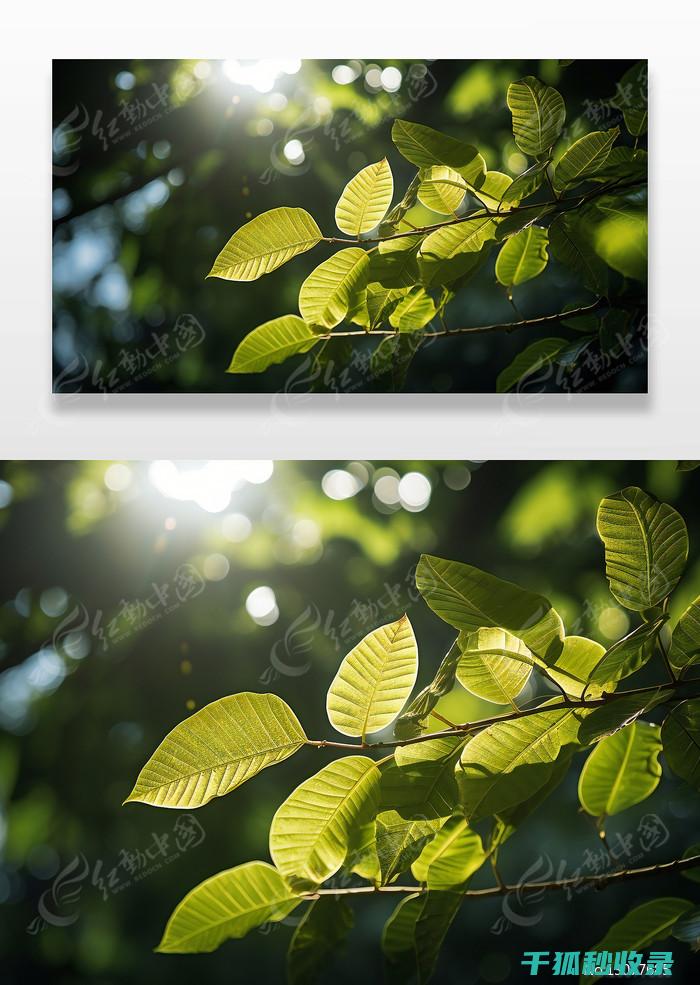 植物叶片光亮：叶绿素在阳光下的精彩表演 (植物叶片光亮剂)