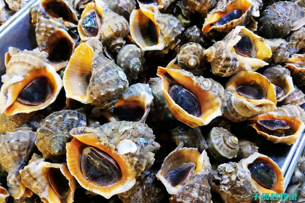贝类吐沙：从觅食到环境适应的双重使命 (贝类 吐沙)