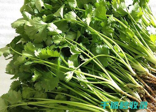 香菜怎么保存？这个秘诀让你惊喜连连！ (香菜怎么保存时间长还新鲜)