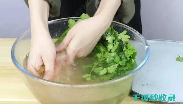 防保存香菜？这个简单方法让你大吃一惊！ (保存香菜的方法大全)