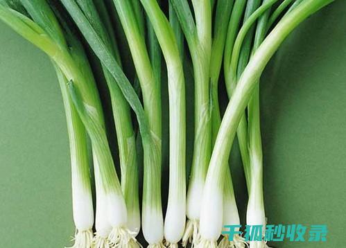 大葱保存秘诀：教你如何让它保持新鲜 (大葱保存秘诀是什么)