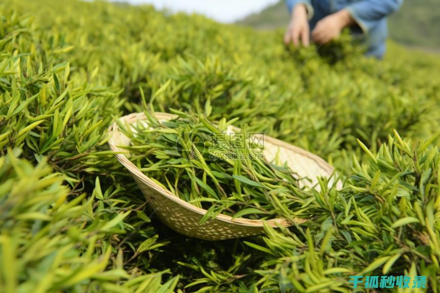 茶叶保存全知道：避免茶叶变质的正确方法 (茶叶保存方法有哪些?)