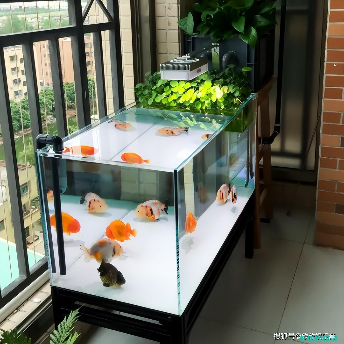 鱼缸清洁秘籍：延长清洁周期的小妙招 (鱼缸清洁秘籍大全)