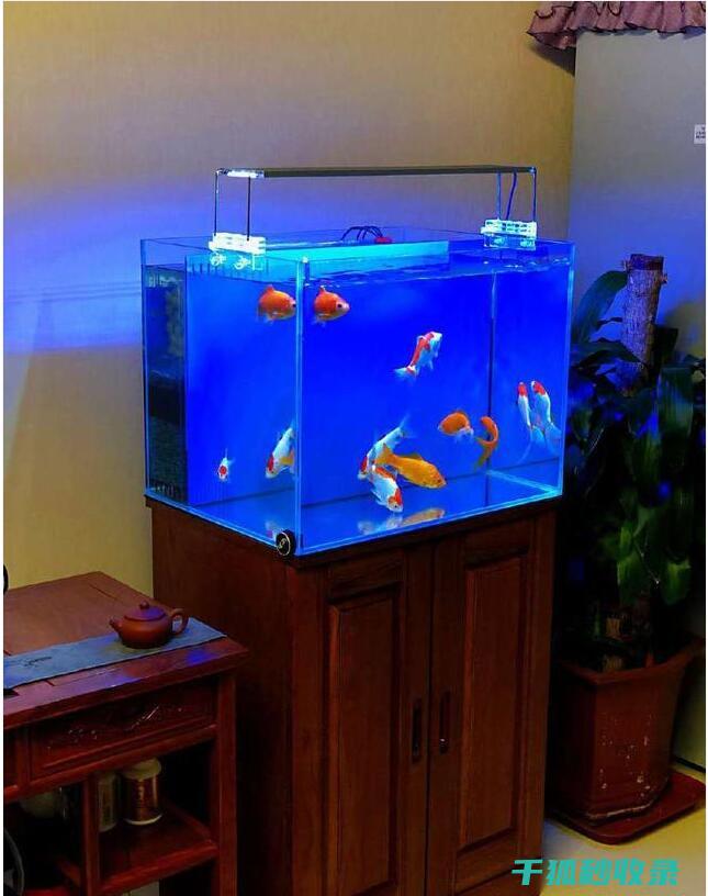 鱼缸清洁工具推荐：性价比最高的清洁用品 (鱼缸清洁工具大全)